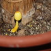The Life of the Little Yellow Mushroom: The Baby (Part 1)