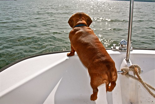 Boat Dog!
