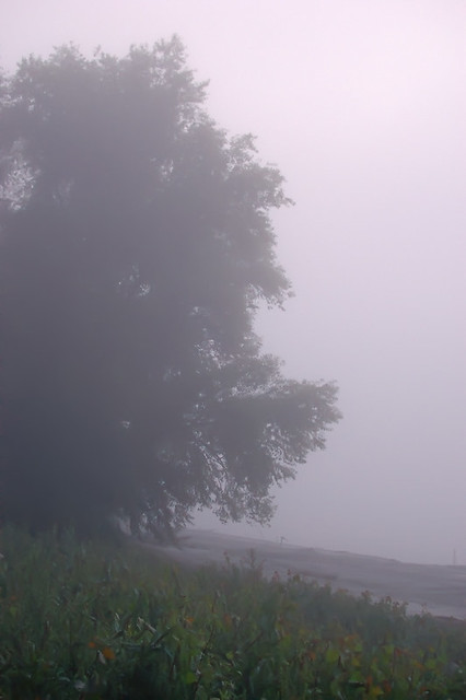 North Riverfront Park, in Saint Louis, Missouri, USA - trees in fog