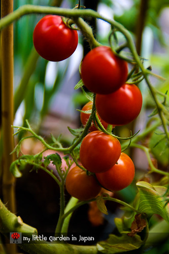 tomato-harvest-3