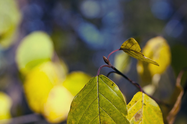 fall / leaf