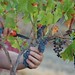 grape harvest priroat spain 2011 01