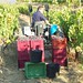 grape harvest priroat spain 2011 20