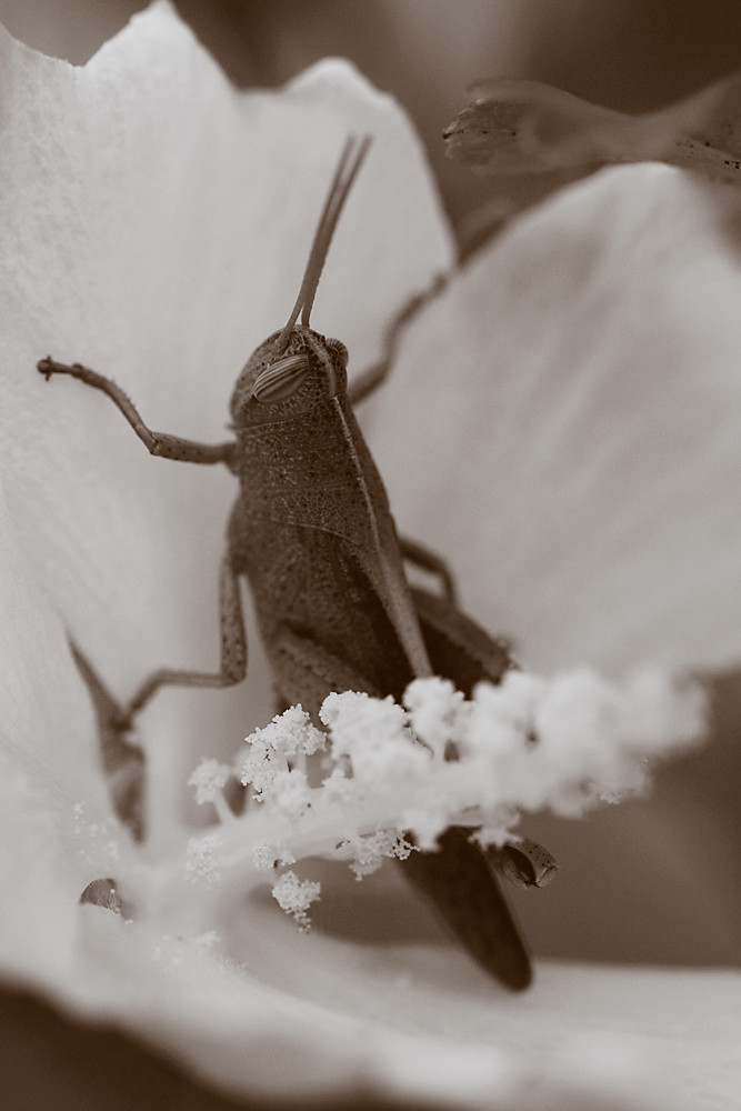 Sepia 21/30:  Flowerhopper