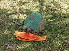 turtle eating papaya