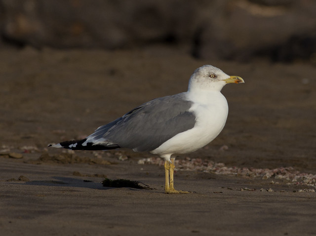 yellow legged gull