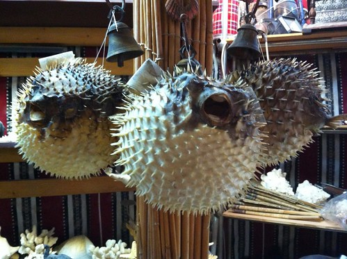 Seashell and sea creature booth / shop in Souq Waqif