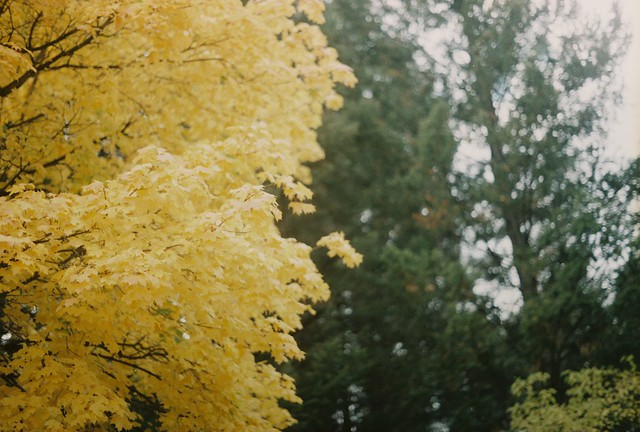 Autumn Colour Week : Yellow