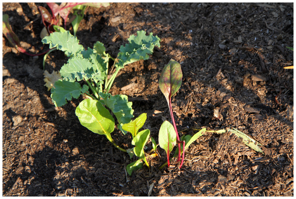 Kale and chard newly planted in the garden