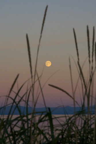 Moonrise through Sea Grass
