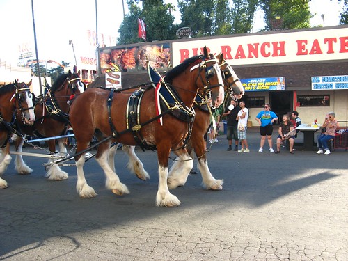 Clysdale horses Fair 01