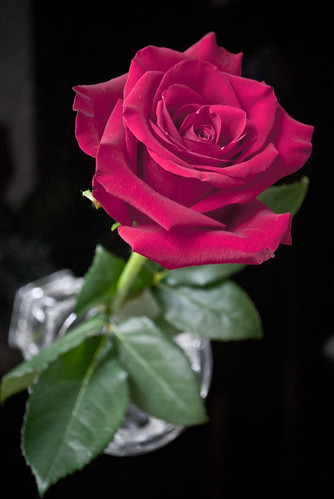 Beautiful Rose DSC_7511 by andrey.salikov