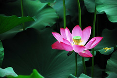 Lotus Flowers in Ritan Park