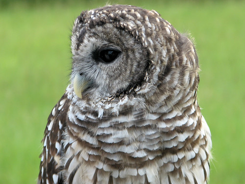 Mrs. P the Barred Owl