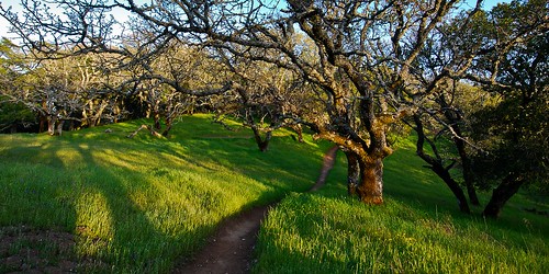 Trail Through the Oak Trees (2x1)