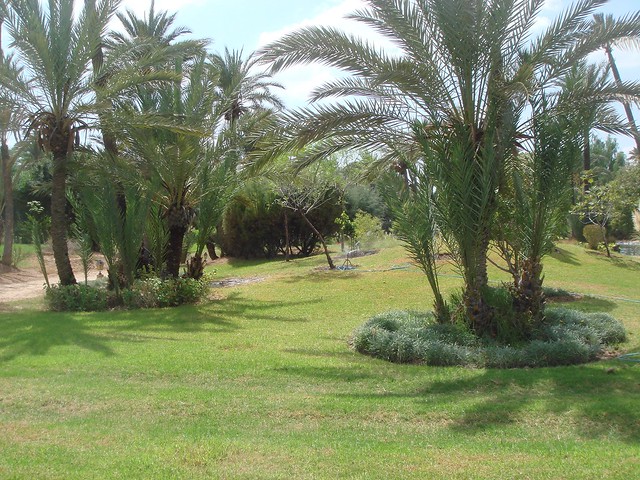La végétation marocaine