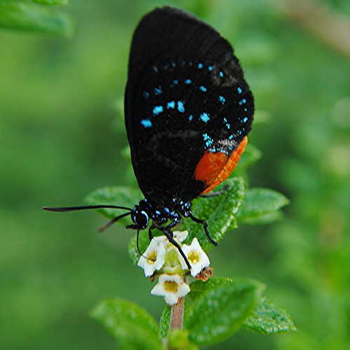 Newly hatched extremely rare Atala nectaring on Moujean Tea flowers by jungle mama
