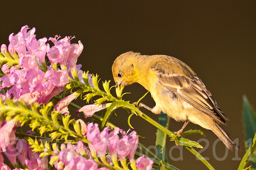 Lesser Goldfinch by Jim Arnold (jga154)