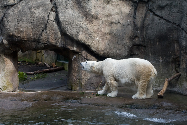zoo_polar_bear