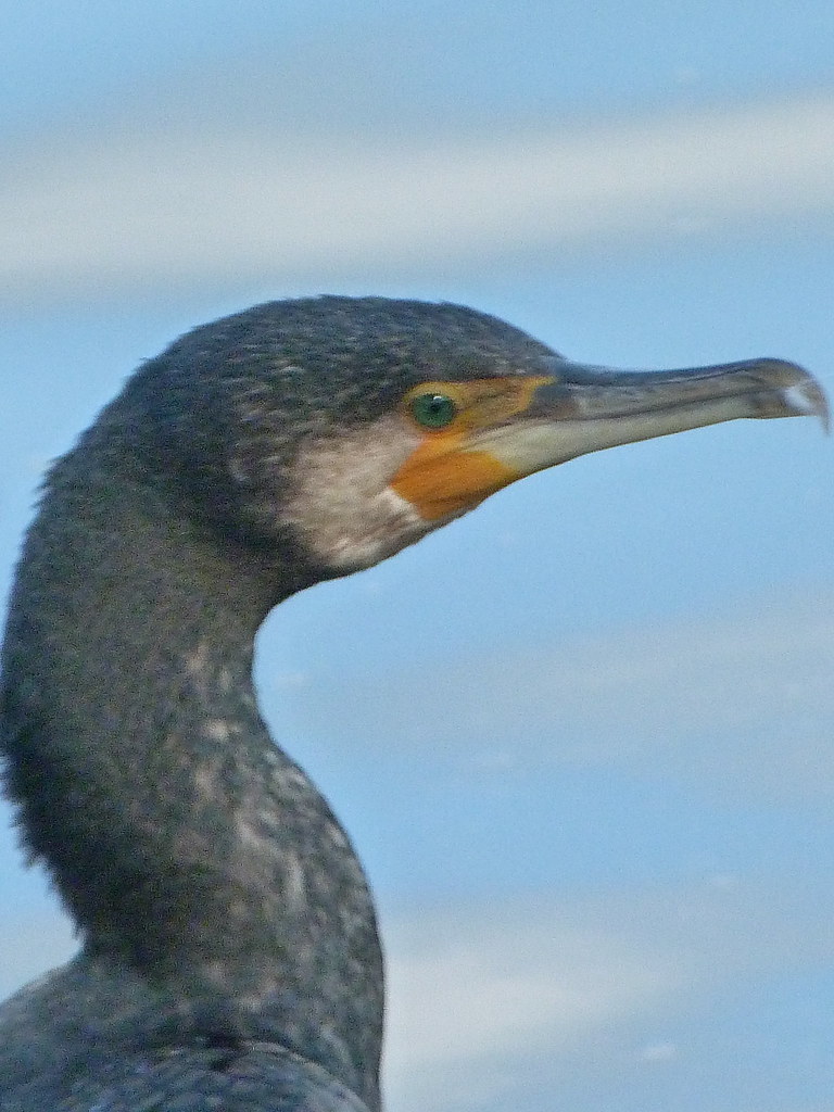 13-10-2011-cormorant