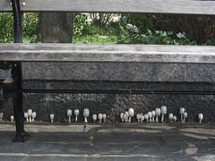 cheerful mushrooms line up under bench
