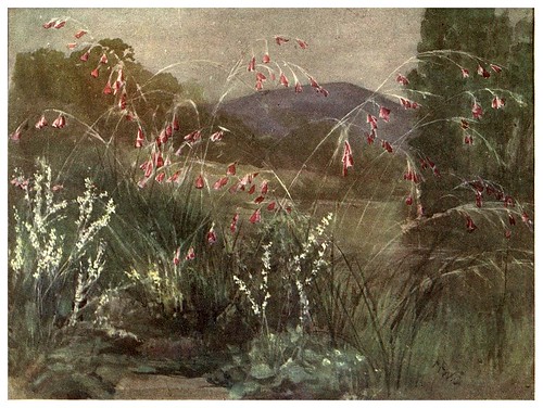 022-Sparaxis Pulcherrima y Francoa Ramosa en Dublin- Flower grouping in English, Scotch & Irish gardens 1907- Margaret Waterfield