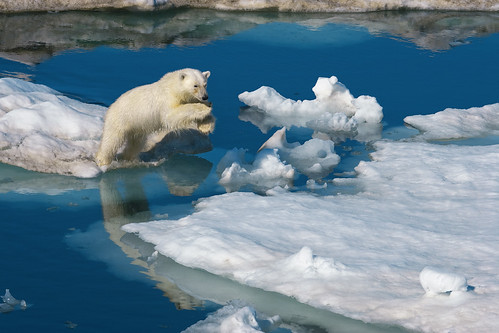無料写真素材|動物|熊・クマ|ホッキョクグマ・シロクマ|跳ぶ・ジャンプ