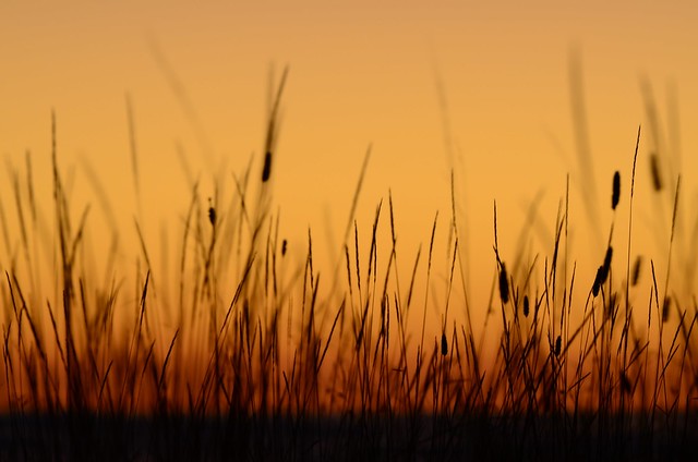 Grasses after Sunset