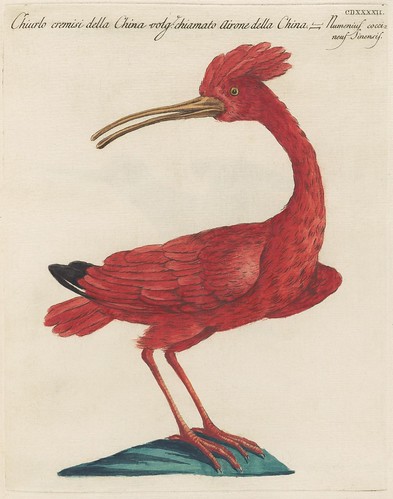 Red Curlew (Genus Numenius) by peacay