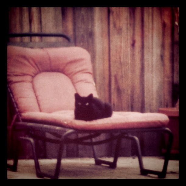 Achilles... waiting for his dinner. #cat #blackcat