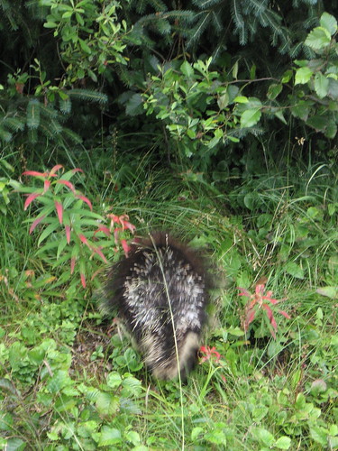 porcupine butt
