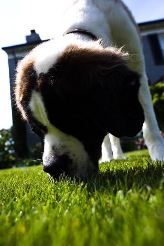 henry sniffing grass