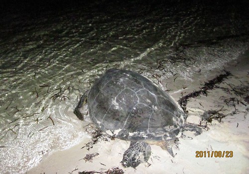 圖說：綠蠵龜產完卵後返回大海 (拍攝者：黃世彬 約聘研究員)