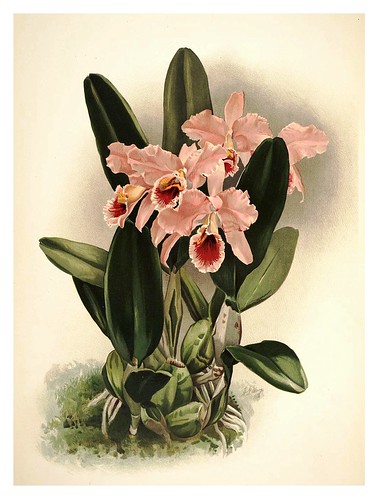 001-Cattleya Percivaliana-Reichenbachia-Orchids illustrated and described..Vol I-1888-F.Sander