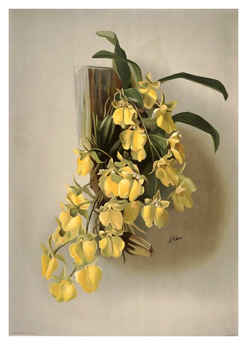 008-Oncidium concolor-Reichenbachia-Orchids illustrated and described..Vol I-1888-F.Sander
