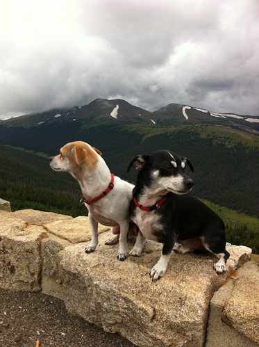 Puppies Mount The Rockies! (2)