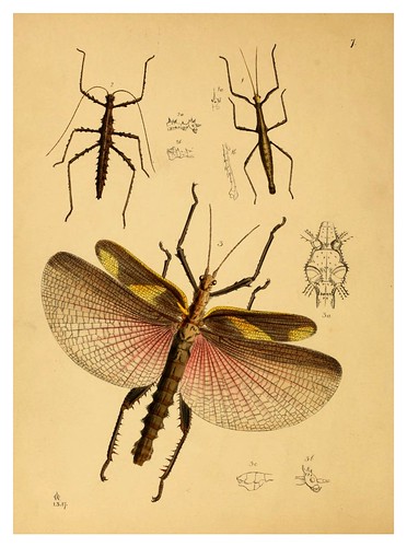 002-The cabinet of oriental entomology…1848- John Obadiah Westwood
