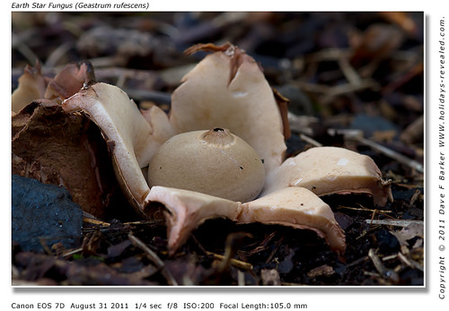 Earth Star fungus  (Geastrum rufescens) Birkacre Yarrow Valley Chorley Lancashire
