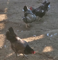 Chickens at Long Hill Gardens (Resource Photo for Collage) by randubnick