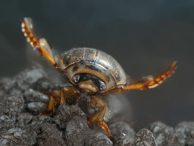 Rhantus suturalis diving beetle head on edited.