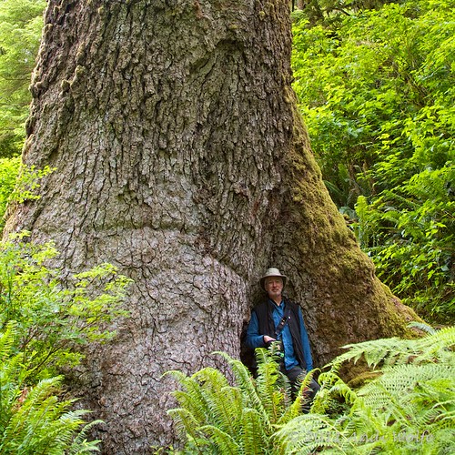 Giant Sitka Spruce by andiwolfe