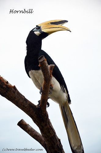 Pangkor Island hornbill9