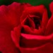 soft rose petals