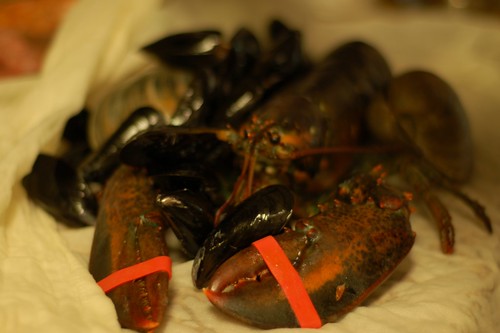 lobster and mussels