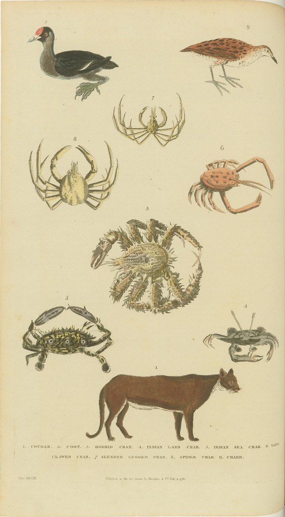Crabs, birds, and cougar - coloured 1785 engraving