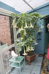 t-bell having a smell of the halucination plant Brugmansia suaveolens or Datura aborea 