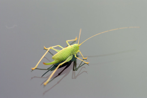 Grasshopper by kayaker1204