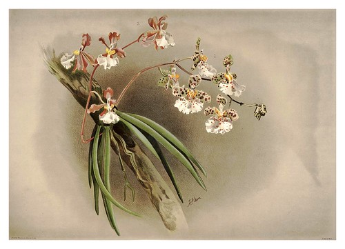 006-Oncidium Jonesianum-Reichenbachia-Orchids illustrated and described..Vol I-1888-F.Sander