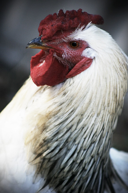 Queenie... the rooster