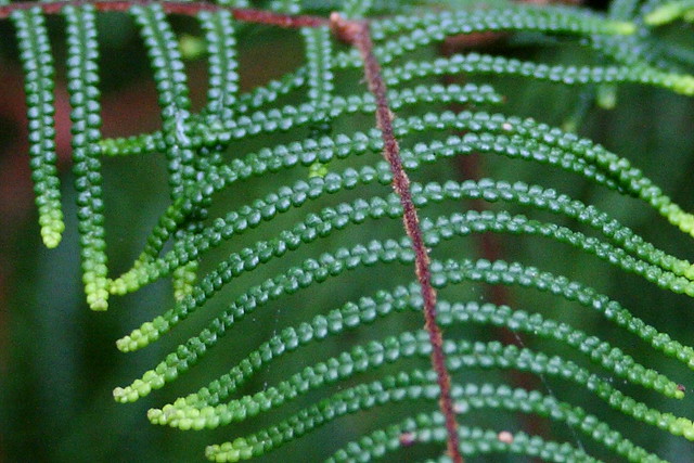 Pouched Coral Fern - Close up